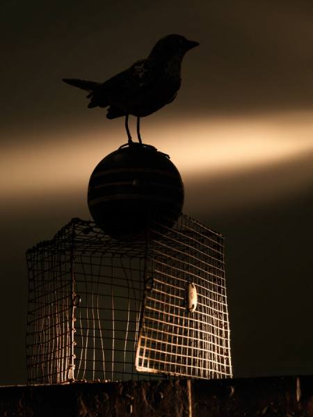 Photograph Joe Felzman Freebird on One Eyeland